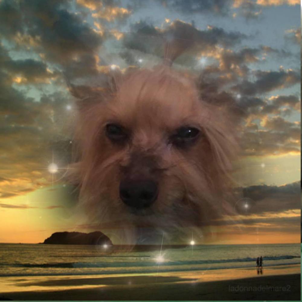 Meet your Posher, Kelley